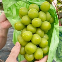 40년 전통재배 샤인머스켓 16 Brix 이상 2kg-3수, 1개
