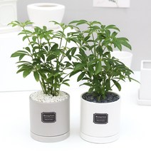 아침향기 공기정화식물 무광원형화분 홍콩야자, 1개, (무광원형)화이트=홍콩야자