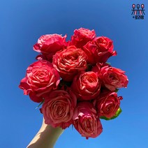 (로라네팜) 랜덤 장미 ROSE 꽃다발 꽃배달 여자친구선물 생화 농장직송 10송이, 핑크파티특상