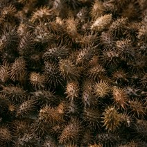 상세설명참고 국산 도꼬마리(창이자) 600g 독고마리 도쿠마리 도꾸마리 한약재 약초, 12XQ_국내산도꼬마리(창이자) 600g, 12XQ_국산 도꼬마리(창이자) 600g
