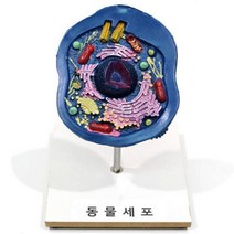 상아사이언스 동물 세포 설명 모형 생물실험세트