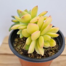미니벨금 다육이 2두이상 예뻐지는 다육 식물 랜덤228, 단품