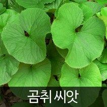 곰취 씨앗 취 종자 토종 재래종 취나물 채소 씨 100알, 1개