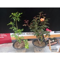 사계장미(사계땅장미 사계넝쿨장미 사계줄장미)/장미/, 넝쿨장미, 투톤