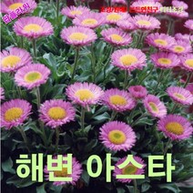 팝플라워 해변아스타 (Beach Aster) 씨앗 10립