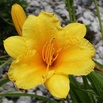 왕원추리/포트묘(10개묶음)/모종/c2662