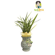 태양금 동양란 개업 승진 축하화분 인테리어화분 동양난, 동양란 - 태양금, 읍/면/리 단위 지역(배송비 2만원 추가)