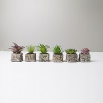 미니다육화분 6종 모음 인테리어 선인장, 옵션B, 1개