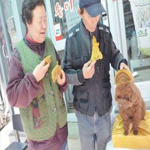 황철상황버섯 황철나무상황버섯 자연산 강원도 국산 상황버섯, 200g, 황철상황버섯원물200g