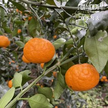 당일수확 제주 설국향 수라향 신비향 가정용 상품 못난이 3kg 5kg 10kg, 상품 3kg, 1개