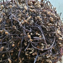 햇 건고사리(국산) 지리산송이농원 하동 2022년 6월, 1봉, 600g