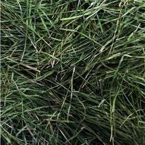 건조한밀싹 말린밀싹 화장품원료 밀싹가루원료 밀싹차 친환경무농약인증밀싹 분당밀싹농장, 건조한 밀싹100g