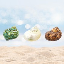 소라게 쉘 2.5cm 화이트 그린 우드 애완 은신처 천연 자연물 소라 껍질 터보 셸 셀 탈피 껍데기 피신처 용품, 그린(사은품증정)