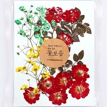그린팜네이처 꽃보듬 압화-세트, 세트6(장미 안개꽃)