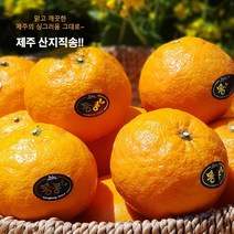 - 7일간반짝할인 - 제주산지직송 제주 카라향 1.5kg(10-14수 선물용) 나른한 봄을 깨우는 싱그러운 과즙이 팡팡!!