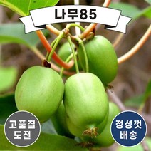 (나무85) 일세다래 키 1.5m내외 분