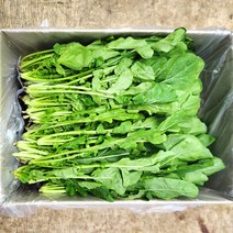 야채24닷컴 루꼴라 로켓 로케트 샐러드 1kg, 1개