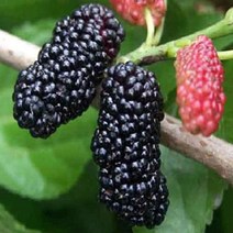 충주원예조경 / 감나무 / 대봉 / R4 / 결실주
