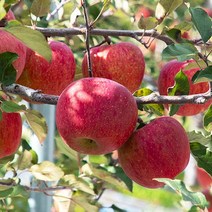 청년연구소 [청년연구소] 청송 꿀땡이 사과 5kg 15-17과(중과), 1