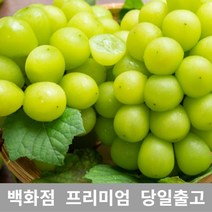 과일 (특등급) 오늘출고 샤인머스켓4KG 샤인머스캣 포도 샤인머스켓 [WBB663E], 쿠팡 4KG, 쿠팡 본상품선택
