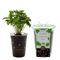 컵가든 스위트바질 키우기 씨앗모종 재배 심기 좋은식물, 벤타샵상품선택