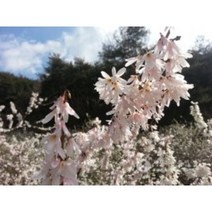 미선나무묘목 5주