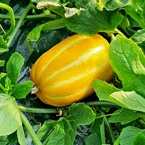 당도선별 성주 꿀 참외 못난이/가정용/선물용, 04. 성주 꿀 참외 10kg (못난이/랜덤과)