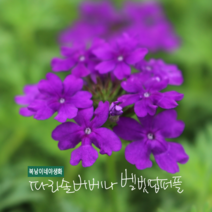 파라솔버베나 [4포트] 벨벳딥퍼플 (복남이네야생화 봄 야생화 모종 긴개화 키우기쉬운식물 보라색꽃 숙근버베나 모스버베나 지피식물 버베나 퍼플)