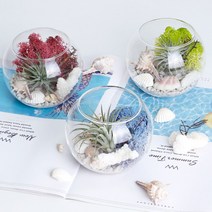 공기정화 천연 가습 DIY 테라리움 틸란드시아 이오난사 스칸디아모스, 어항볼 DIY, 클래식블루