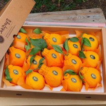 -7일간반짝할인- 제주 한라봉 5kg(12-18수 대과 선물용) 오감만족 상큼하고 과즙미 팡팡 품격있는 과일선물세트!