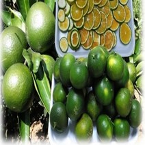 제주 태향농원 수작업 직배송 청귤 혼합과 5kg/10kg 파격 세일!!, 1박스, 10KG