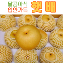[성환 배꽃마을 ] 알뜰배(햇배) / 3kg(4~7과) / 가정용 /신고배