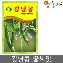 강낭콩 씨앗 2g, 강낭콩꽃, 1개
