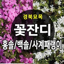 [경북농원] 꽃잔디 백솔/홍솔 / 사계패랭이 50포트 판매