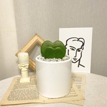 하트호야 도자기화분 세트
