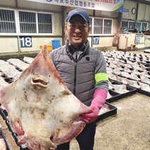 식품애착 흑산도 홍어 100% 국산 참홍어 산지직송, 국산 싱싱 홍어 500g, 약한 삭힘