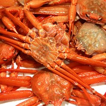 영덕 강구항 영덕박달홍게 마리당 400g내외 수율 80~90%, 1박스, 박달홍게 7마리 (마리당 400g내외 수율80~90%)