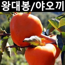 감나무(야오끼/왕대봉) 접목1년(특) 뿌리 1개/나무 묘목/과실수/유실수