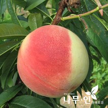 [나무인] 복숭아 황도 2그루