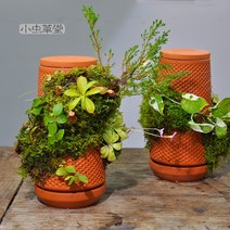 관엽식물 반수경 토분 이끼볼 수태볼 코케다마 원기둥, 토분 23.5cm X 11.8cm 식물없음