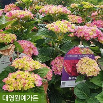 유럽 마크로필라수국 원예수국 여름꽃 정원수, 06. 니코블루 C2포트, 1개