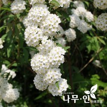 [나무인] 공조팝나무 개화주 5그루, 5개