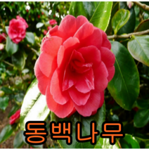 동백나무 2년포트묘 3그루 묘목 꽃나무 유실수