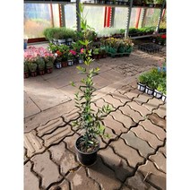 60~80cm 아르베키나올리브나무 중품 외목대 119, 1개