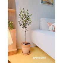 올리브나무 대품 외목대, 기본포트(분갈이x)