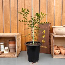 가꾸다 오렌지자스민 중대품 수형이 이쁜아이~ 외목대, 1개