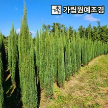 블루애로우 상록수 싸이프러스 가림원예조경, 삽목2년포트 (2개세트)