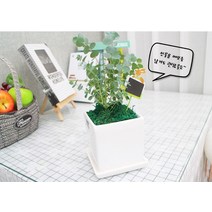 선물용 홍콩야자나무 테라조화분세트 반음지식물 직사각형 사기 빈화분통, 로즈골드 오브제