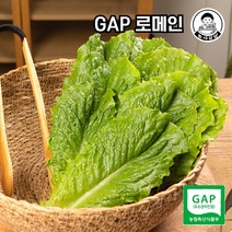 [농사임당] GAP 로메인 샐러드 야채 쌈채소 500g/1kg, 1kg, 1개