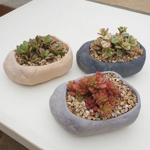 돌맹이 3종 다육화분
